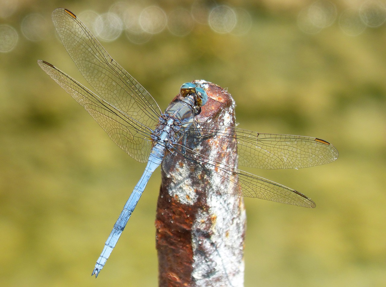 blue dragonfly raft orthetrum coerulescens free photo