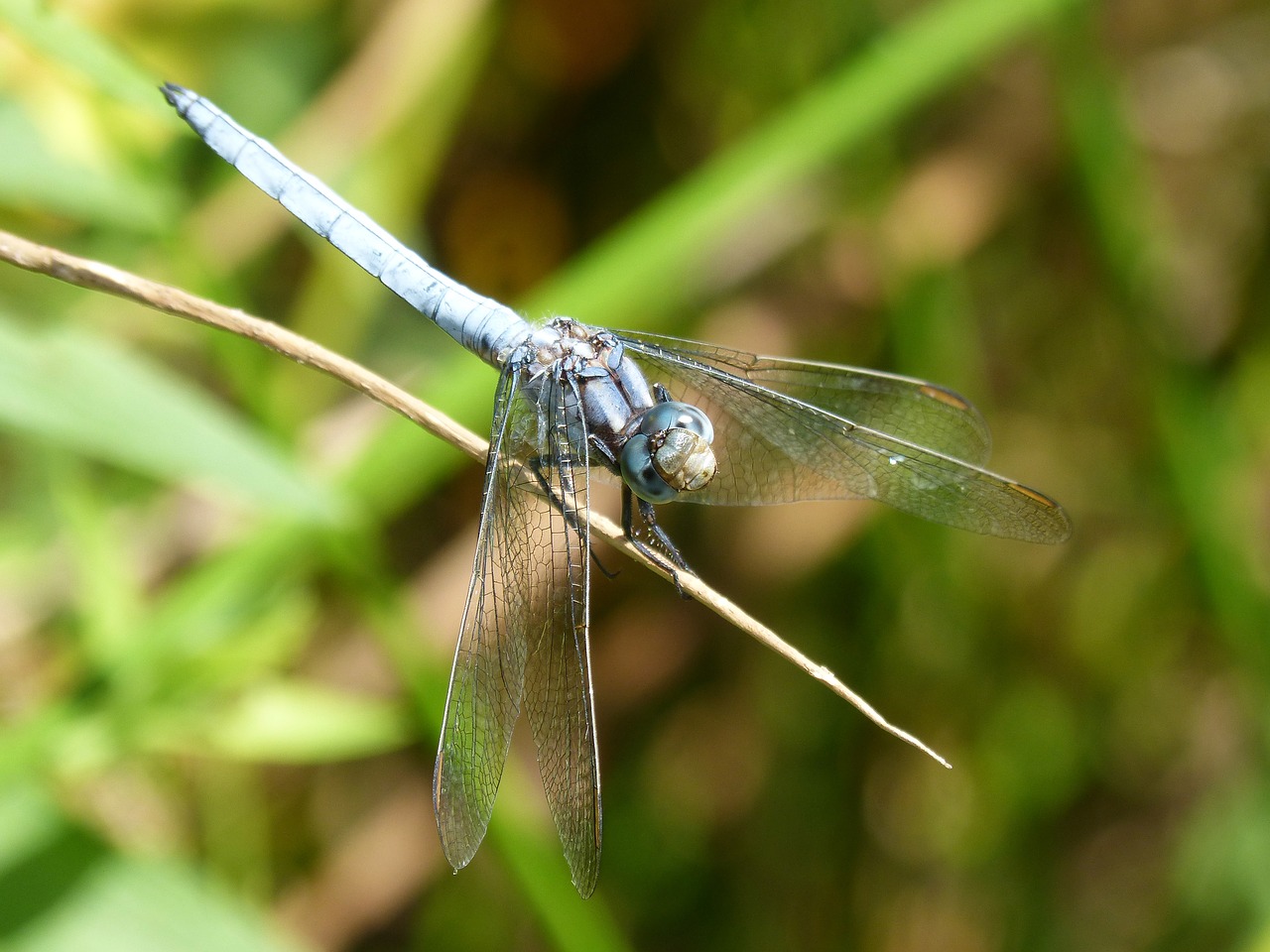 blue dragonfly orthetrum brunneum branch free photo