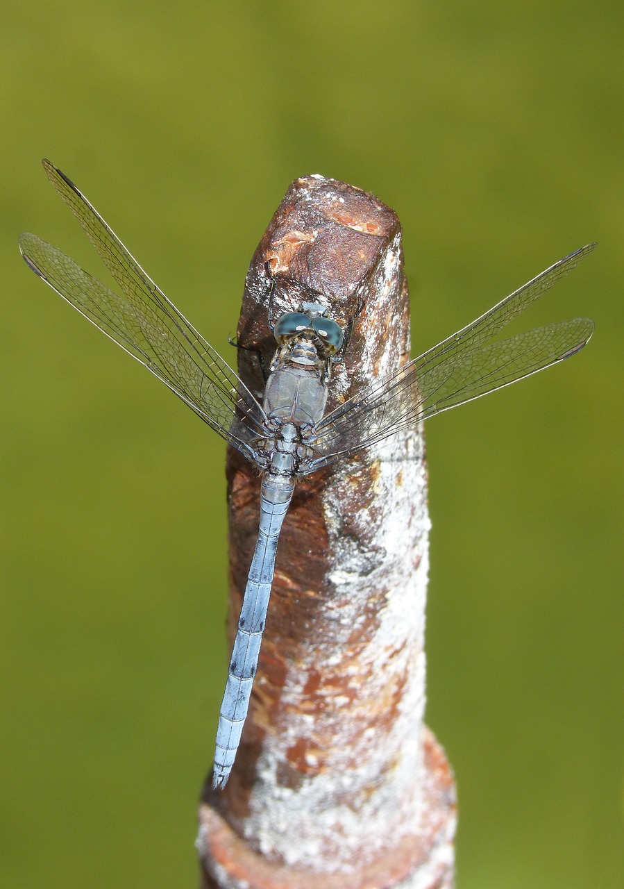 blue dragonfly raft orthetrum coerulescens free photo