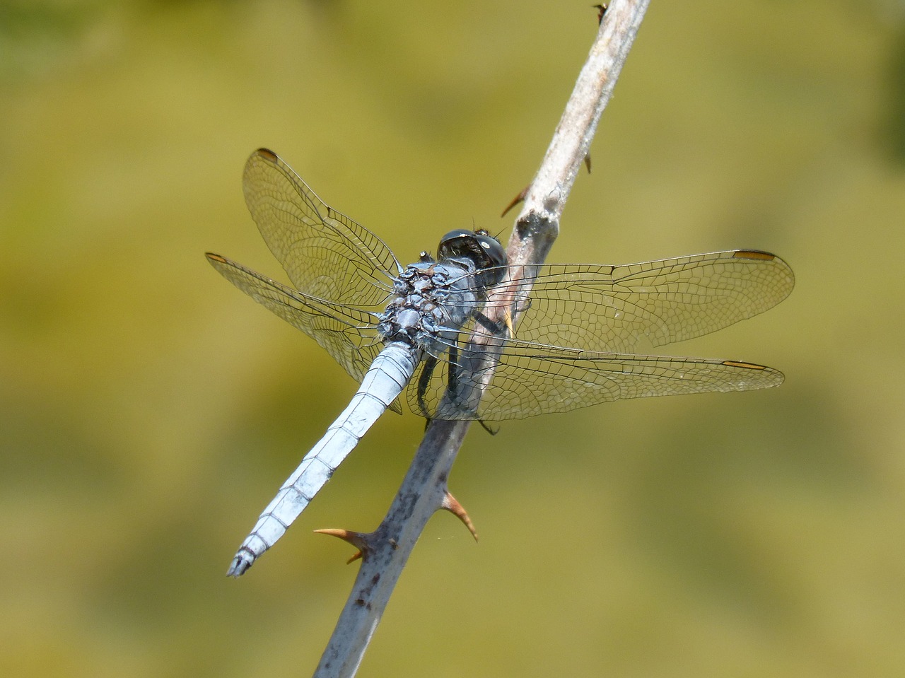 blue dragonfly blackberry pond free photo