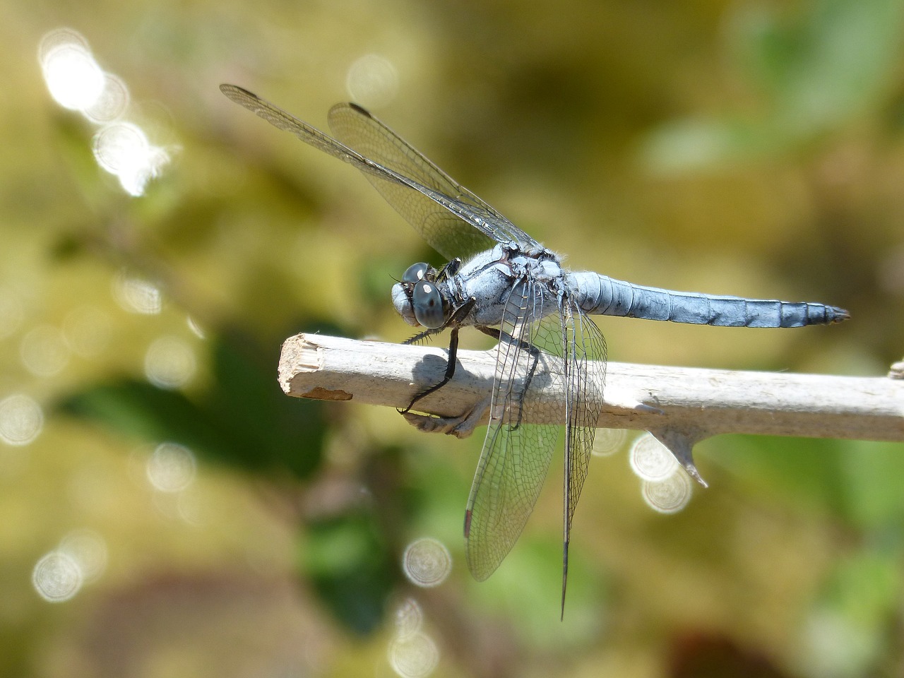 blue dragonfly branch wetland free photo