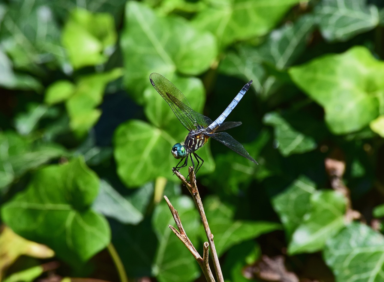 blue dragonfly dragonfly insect free photo