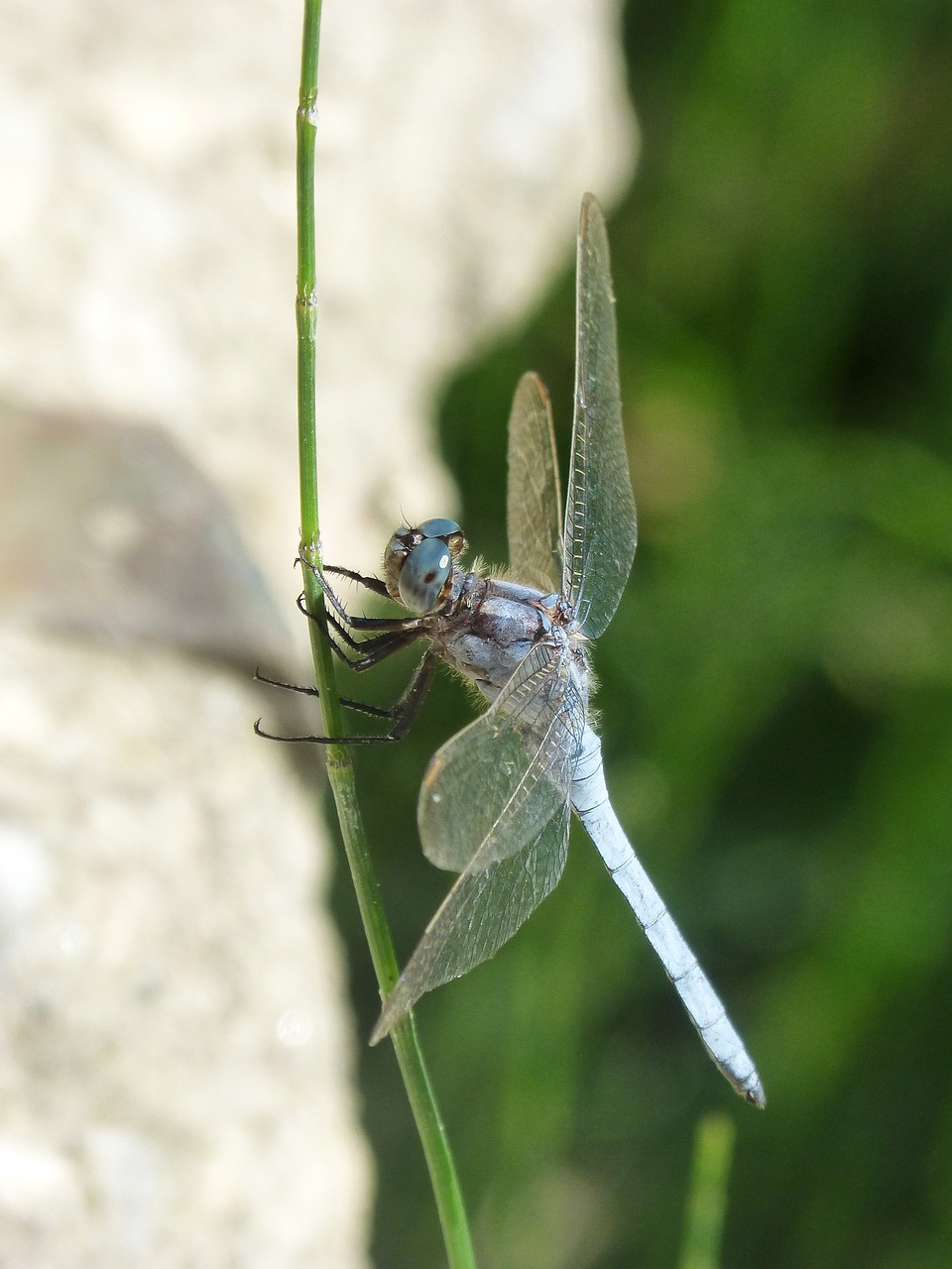 blue dragonfly branch winged insect free photo