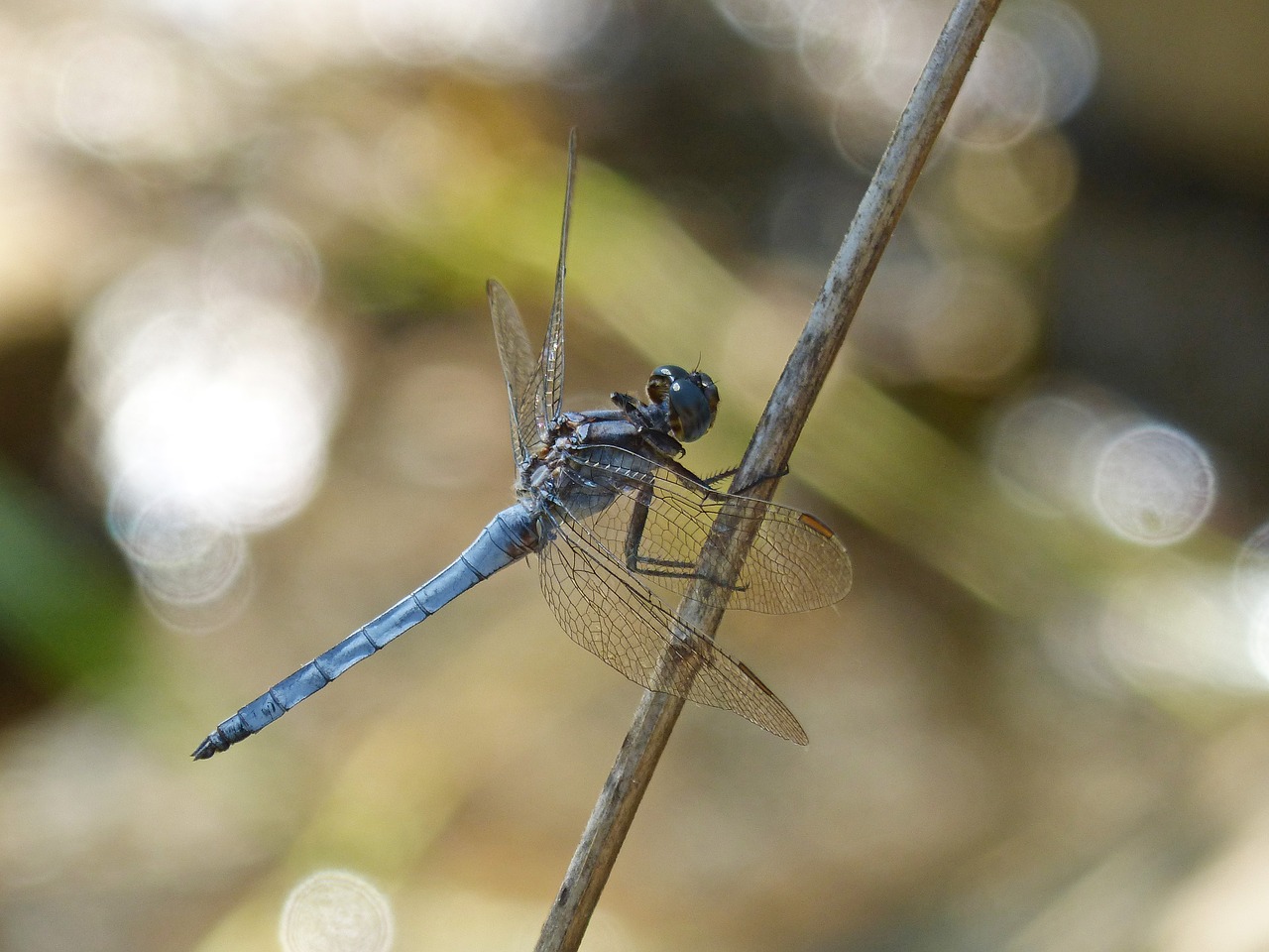 blue dragonfly dragonfly orthetrum coerulescens free photo