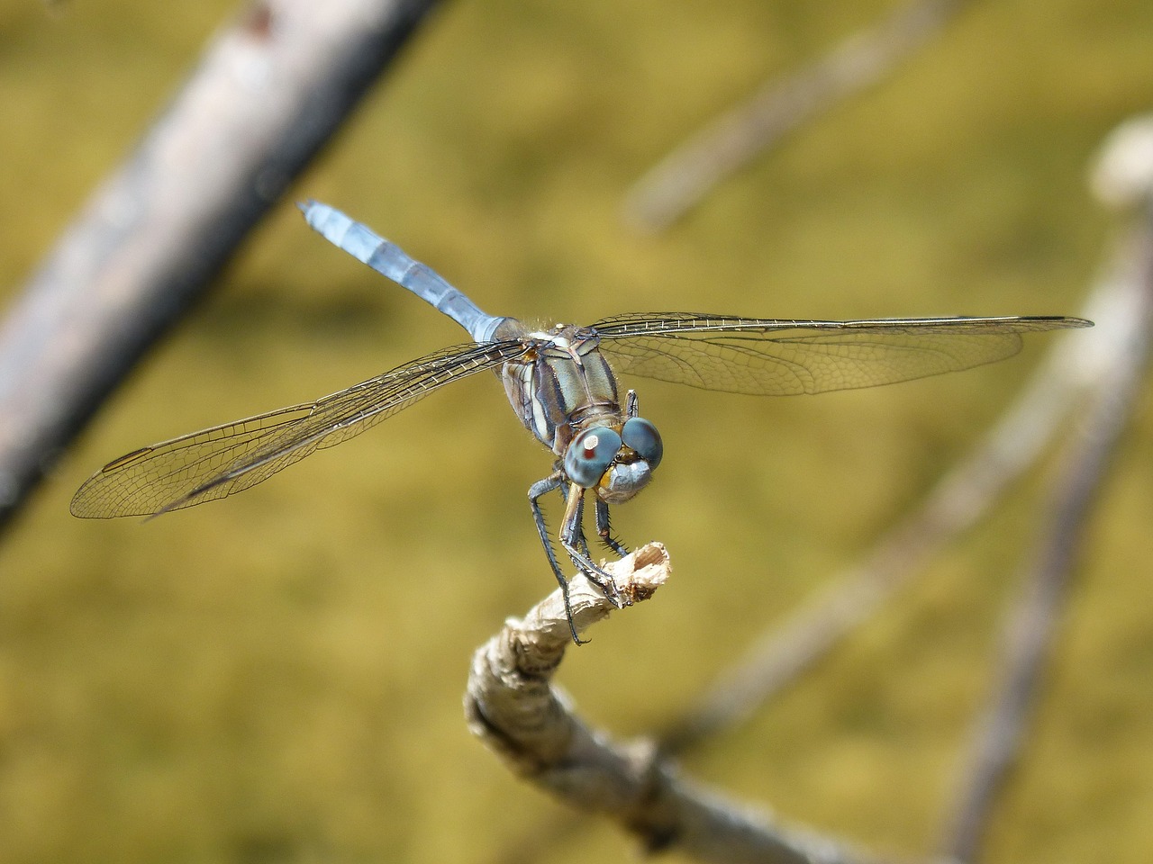 blue dragonfly dragonfly orthetrum brunneum free photo