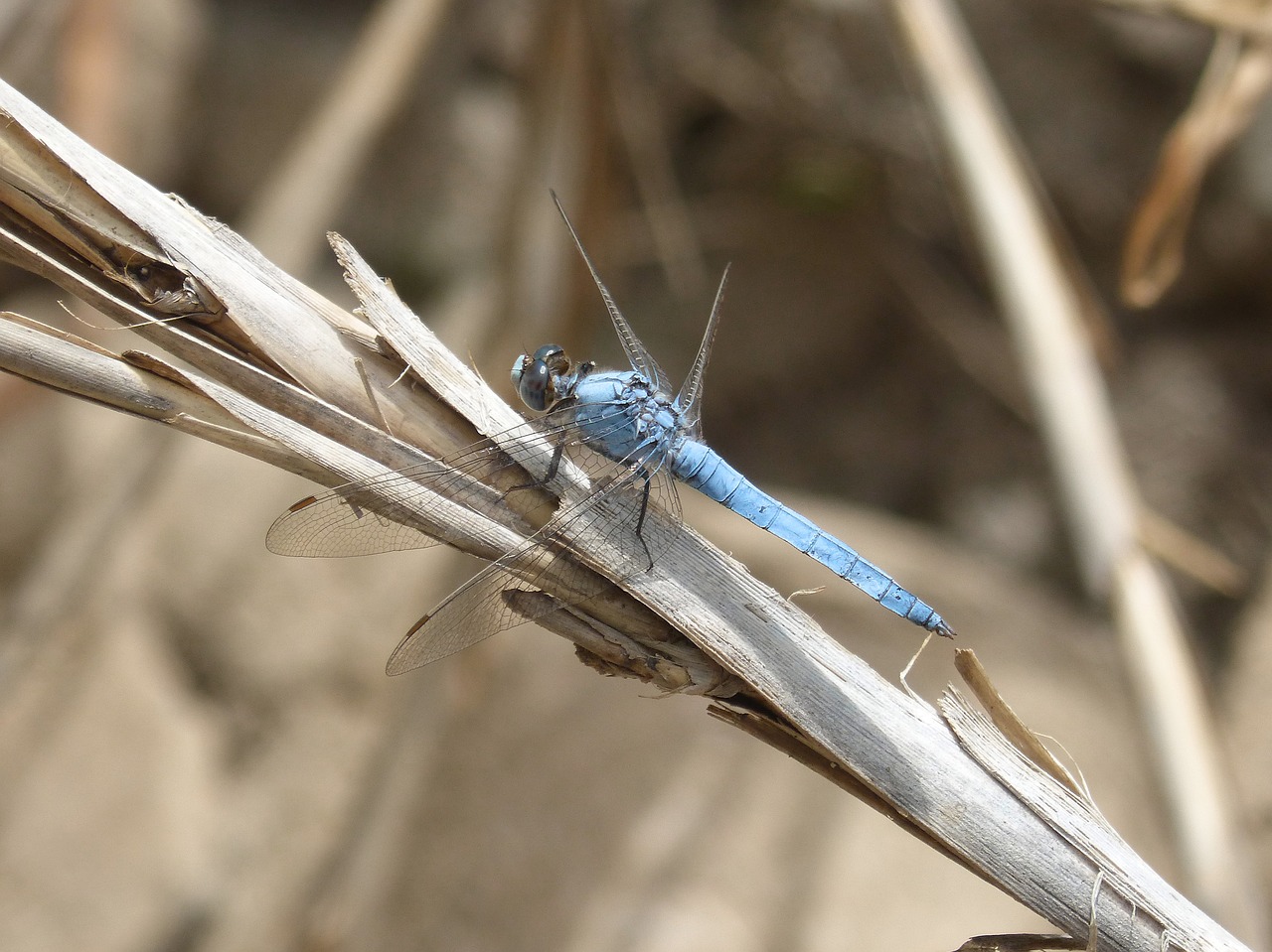 blue dragonfly american cane wetland free photo
