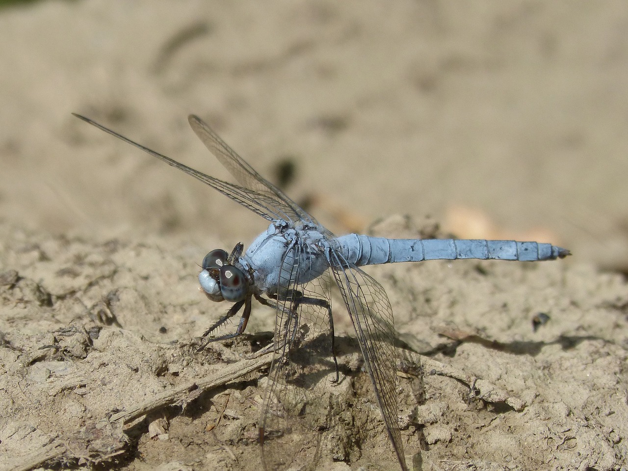 blue dragonfly winged insect detail free photo