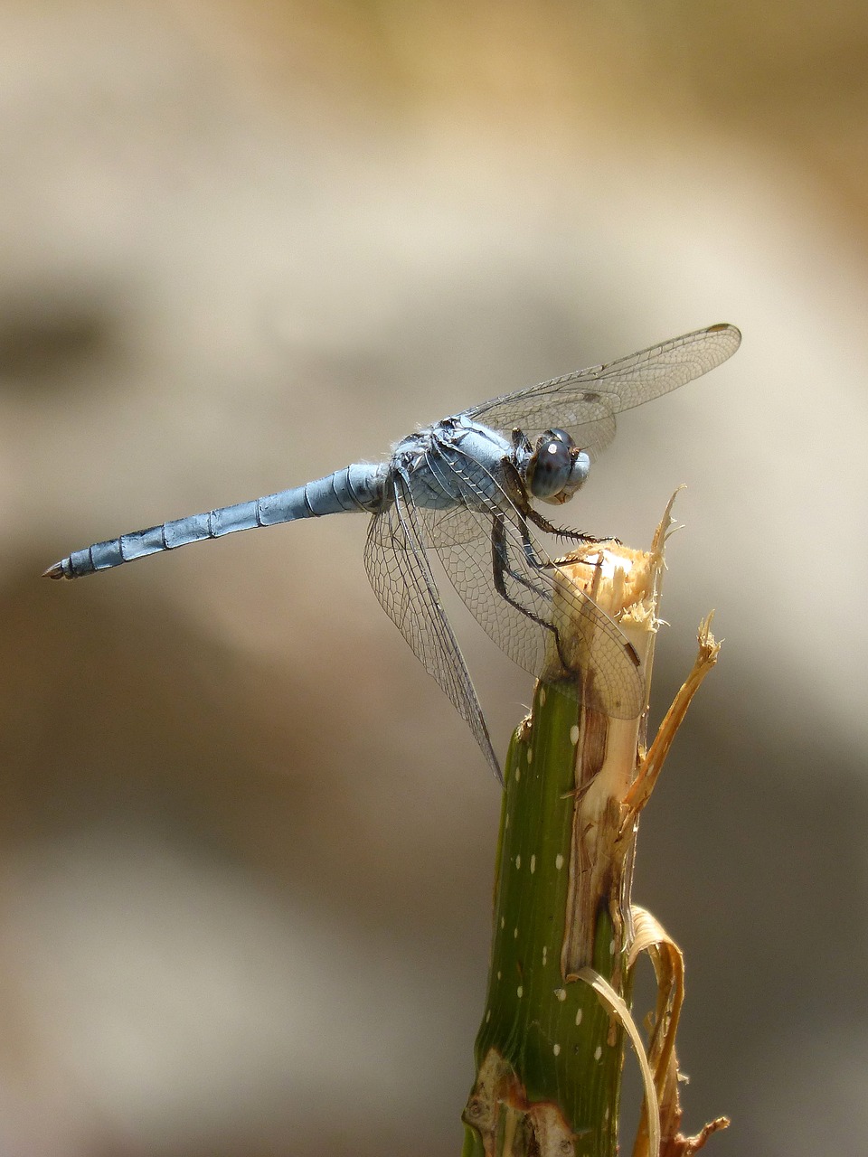 blue dragonfly branch wetland free photo