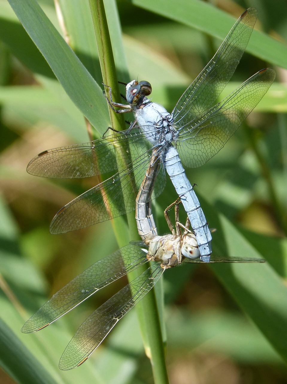 blue dragonfly american cane reproduction free photo