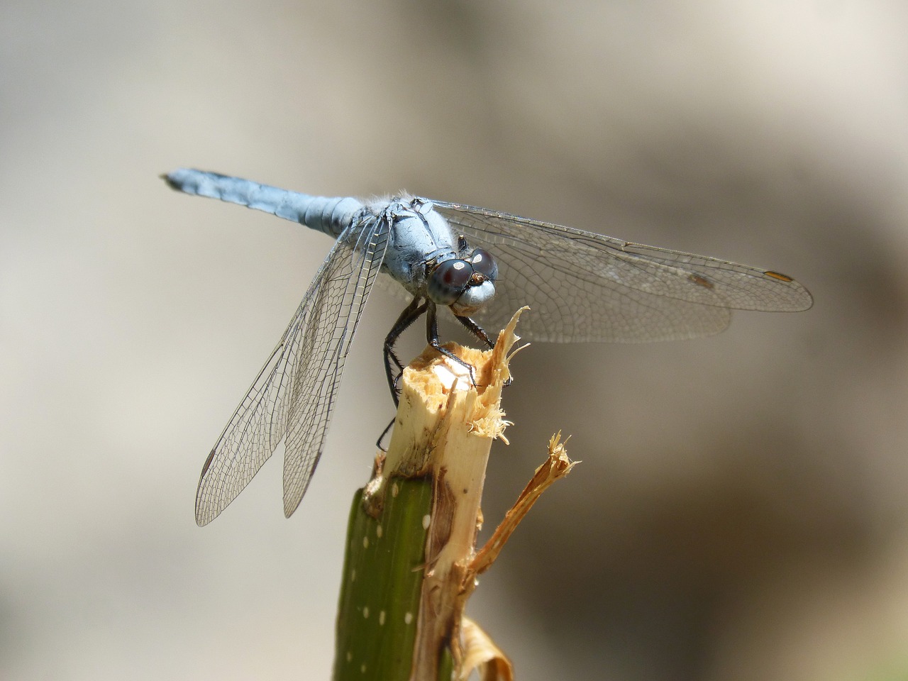 blue dragonfly branch wetland free photo