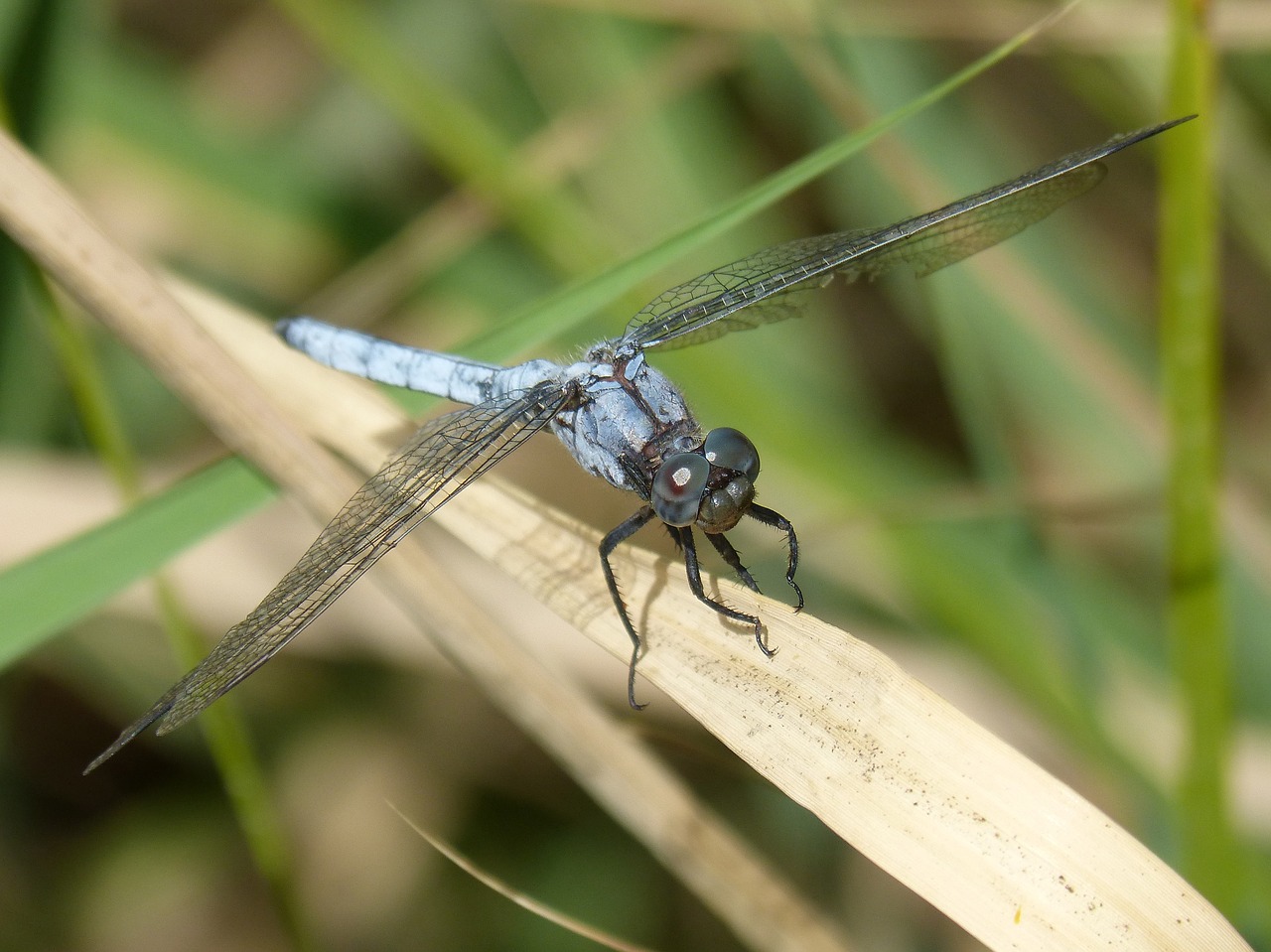 blue dragonfly american cane dry leaf free photo