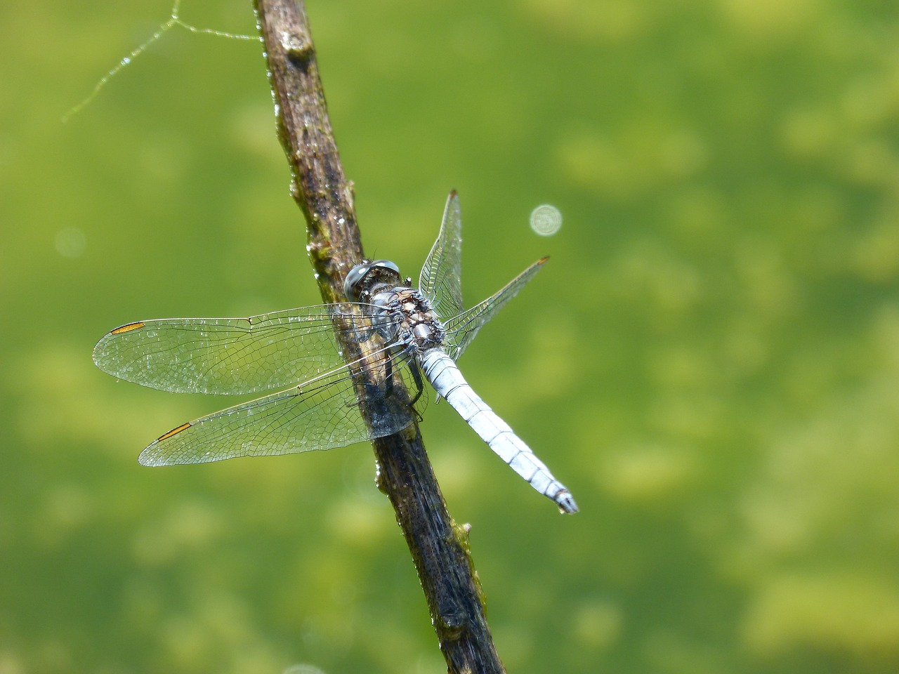 blue dragonfly dragonfly branch free photo