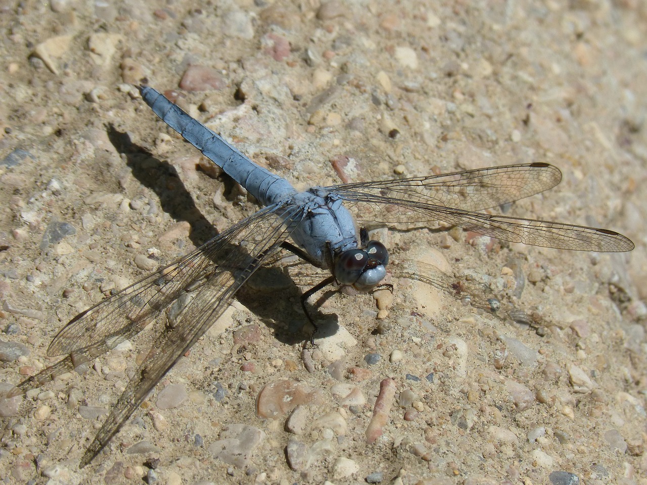 blue dragonfly dragonfly insect winged detail free photo