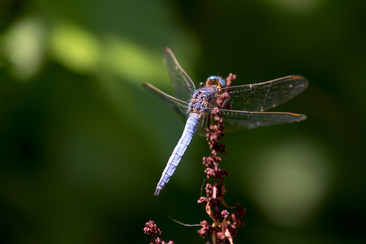 blue dragonfly colors nature free photo