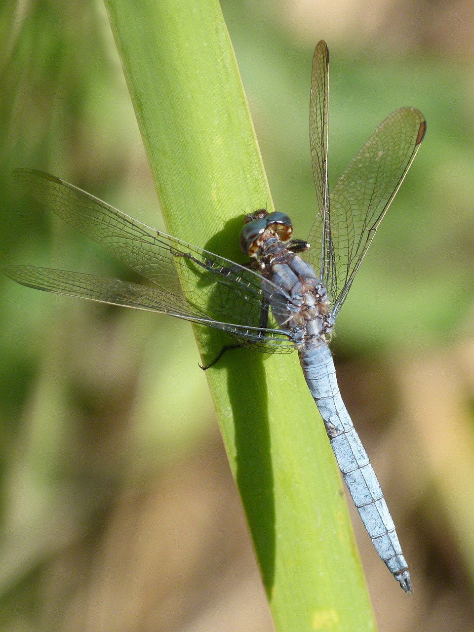blue dragonfly leaf wetland free photo