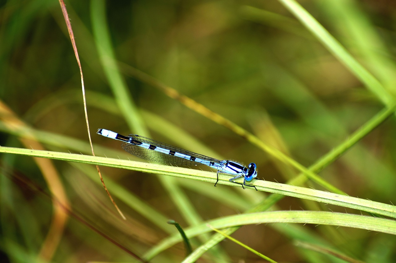 blue dragonfly  insect  nature free photo