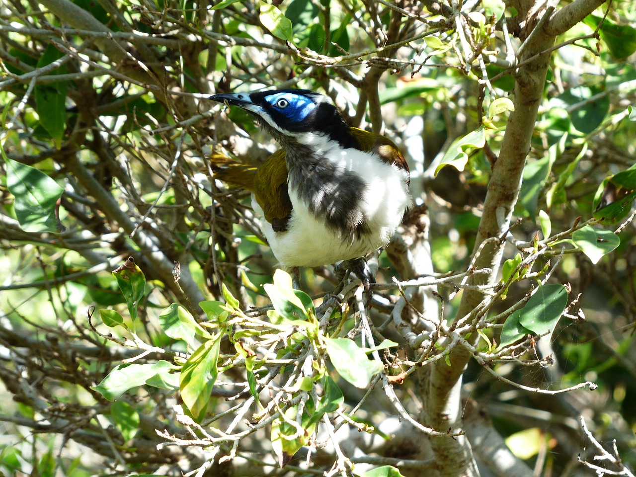 blue ear-honey-eater bird exot free photo