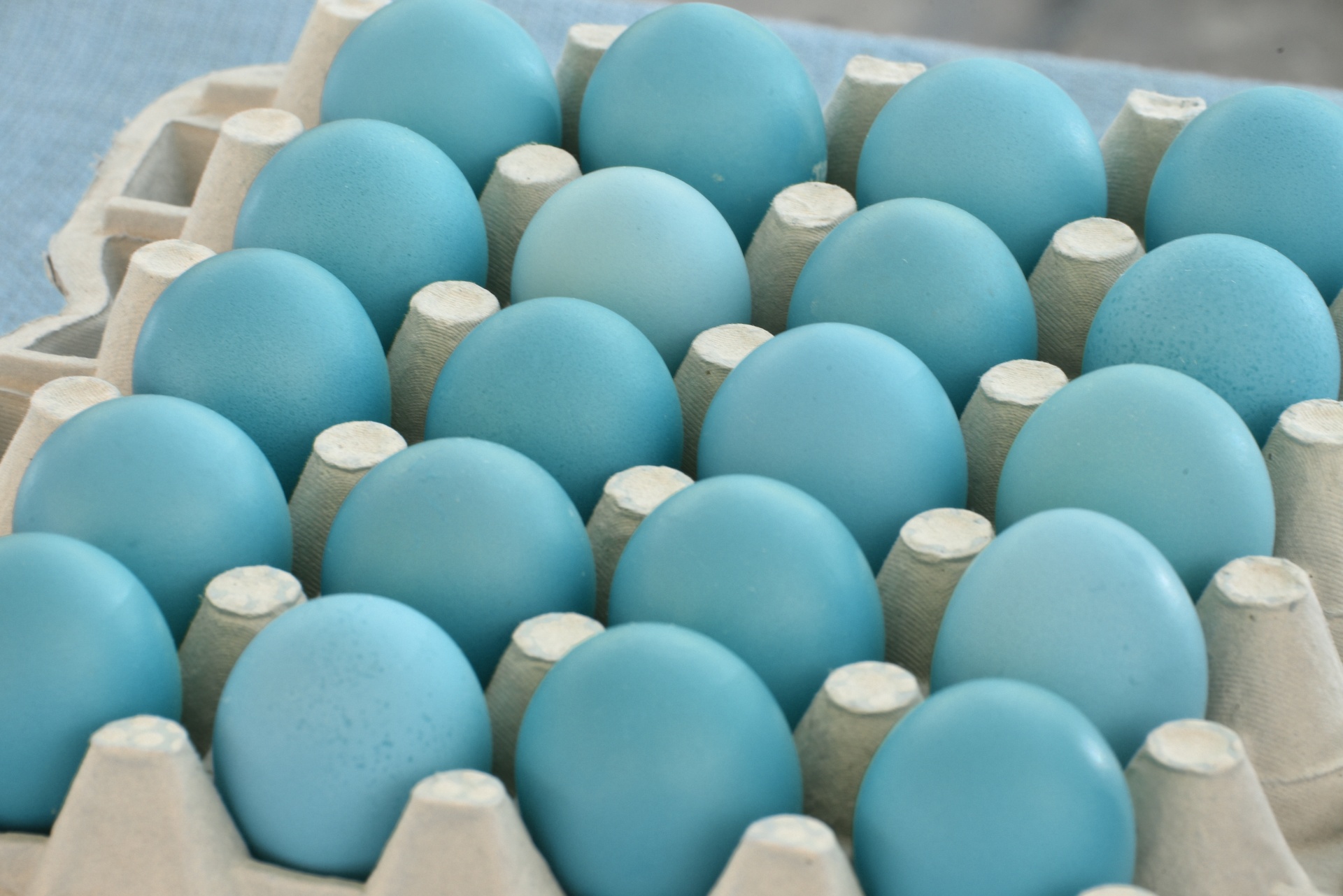 blue eggs tray free photo