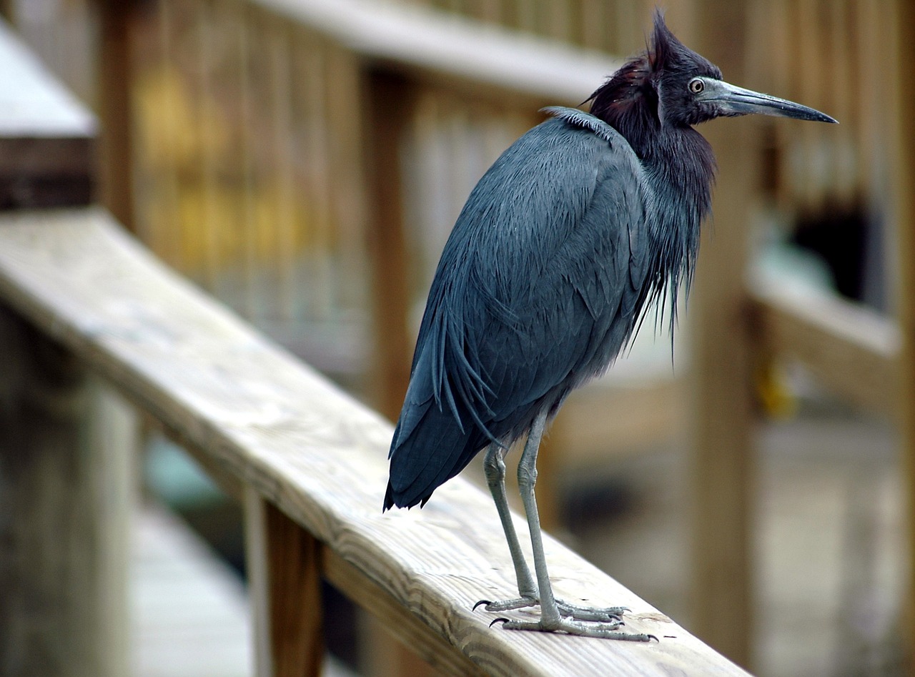 blue egret avian bird free photo