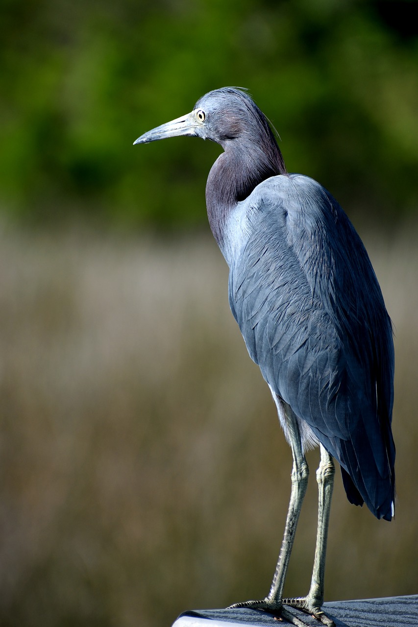 blue egret  wildlife  nature free photo