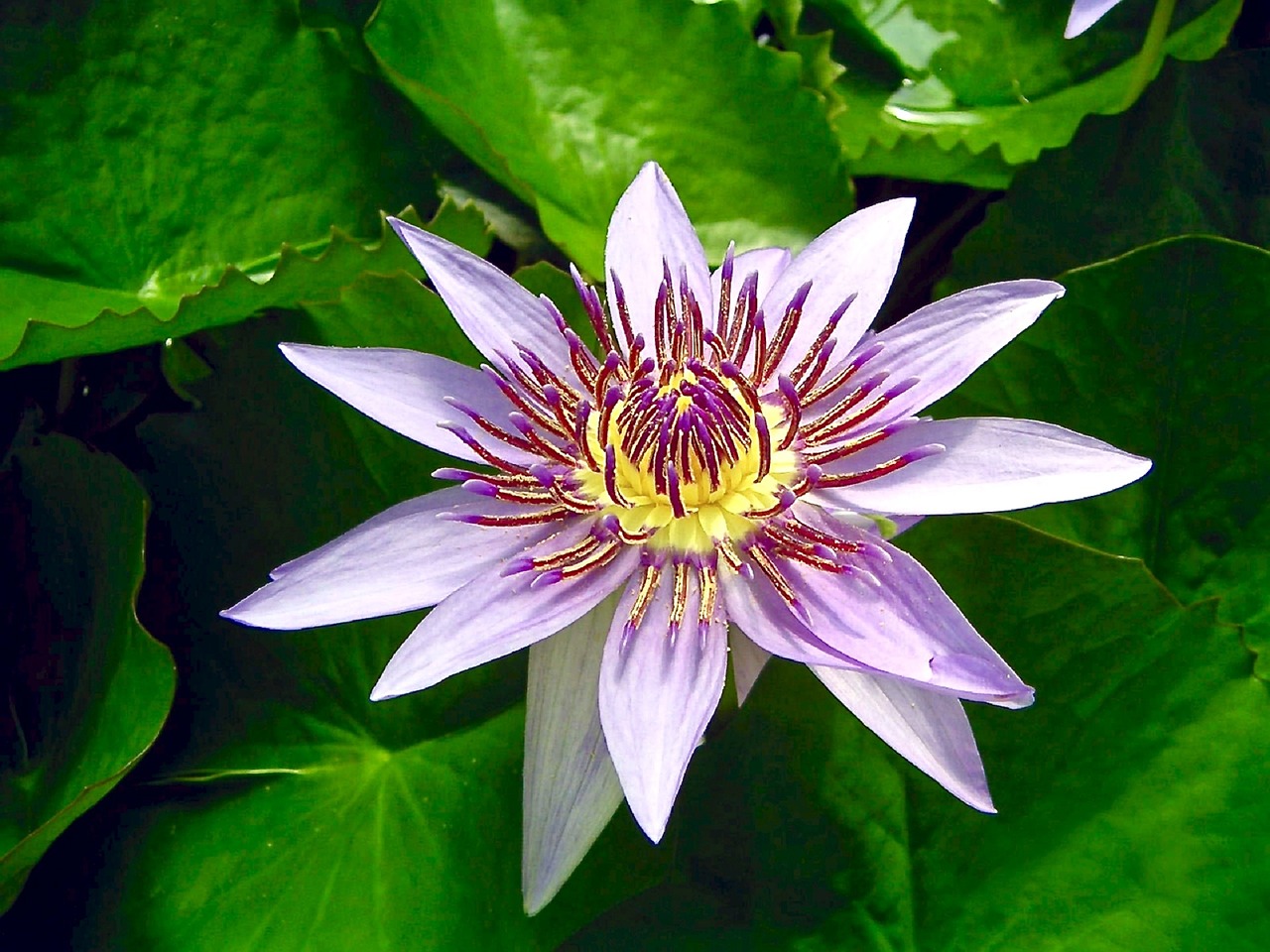 blue egyptian lotus flower water-lily free photo