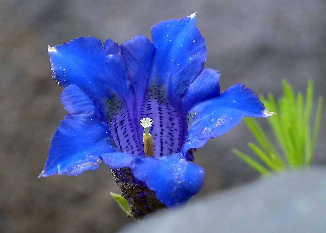 blue enzian alpine flower free photo