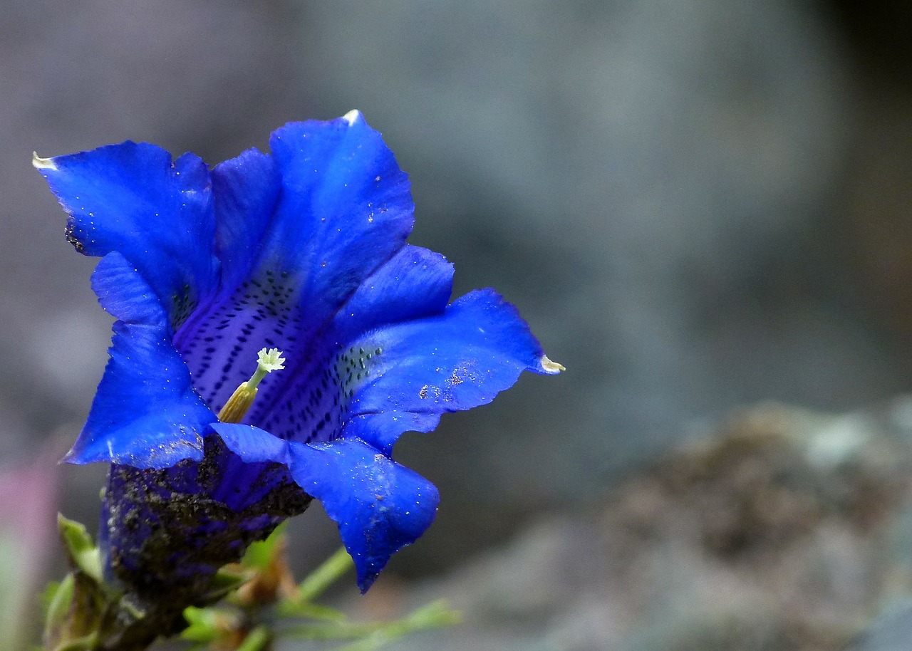 blue enzian alpine flower free photo