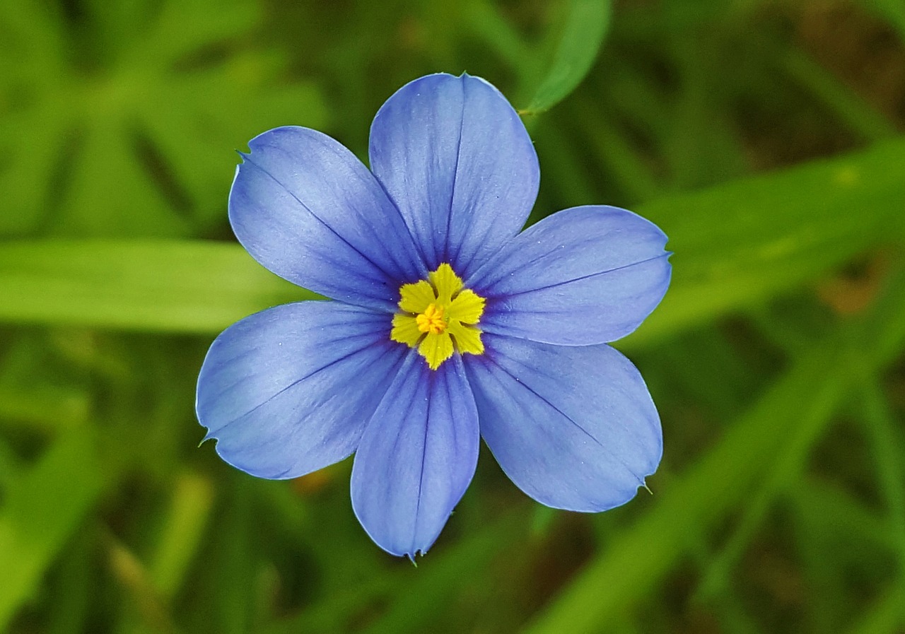 blue-eyed grass swordleaf flowers free photo