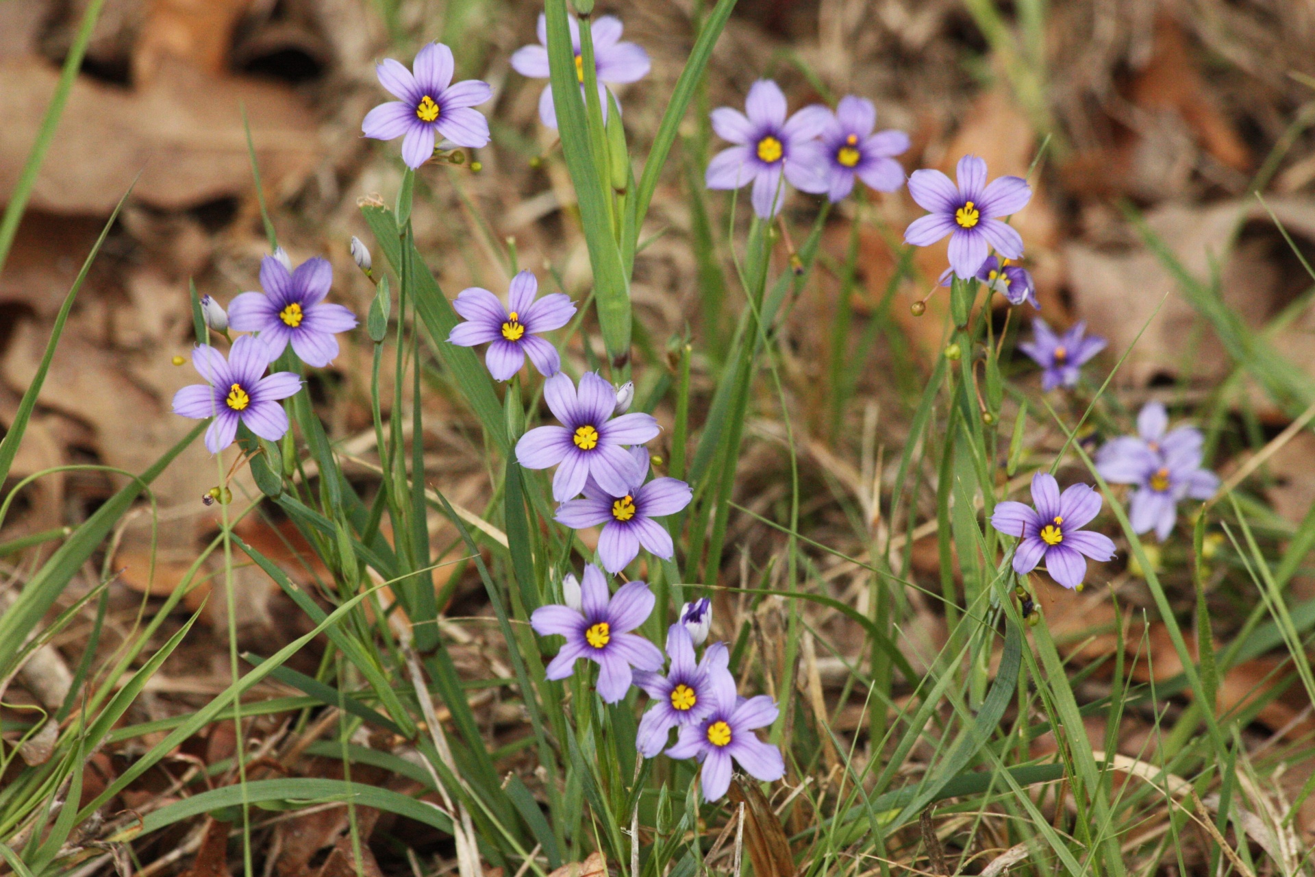 nature plants flowers free photo