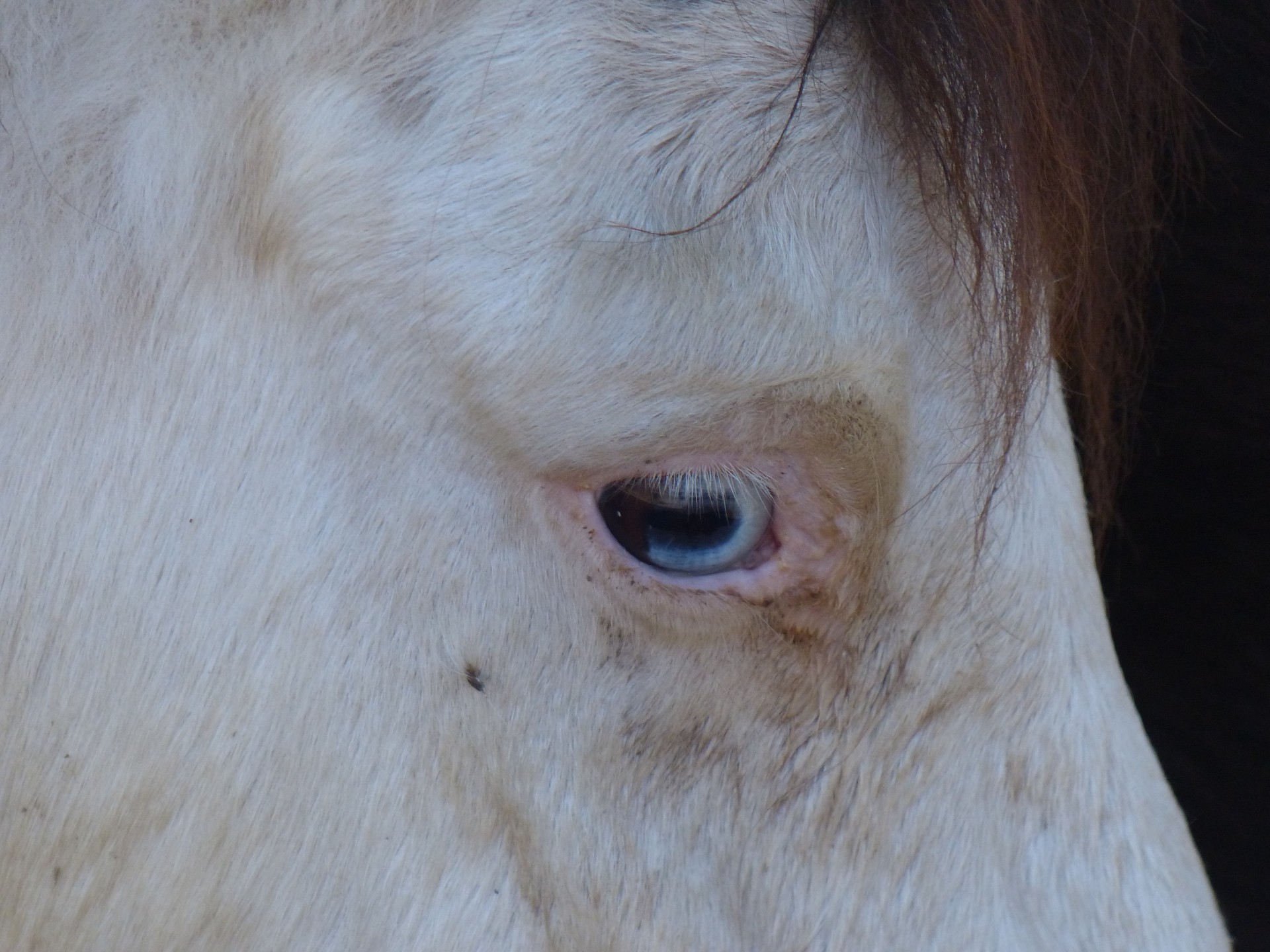 face horse blue-eye free photo