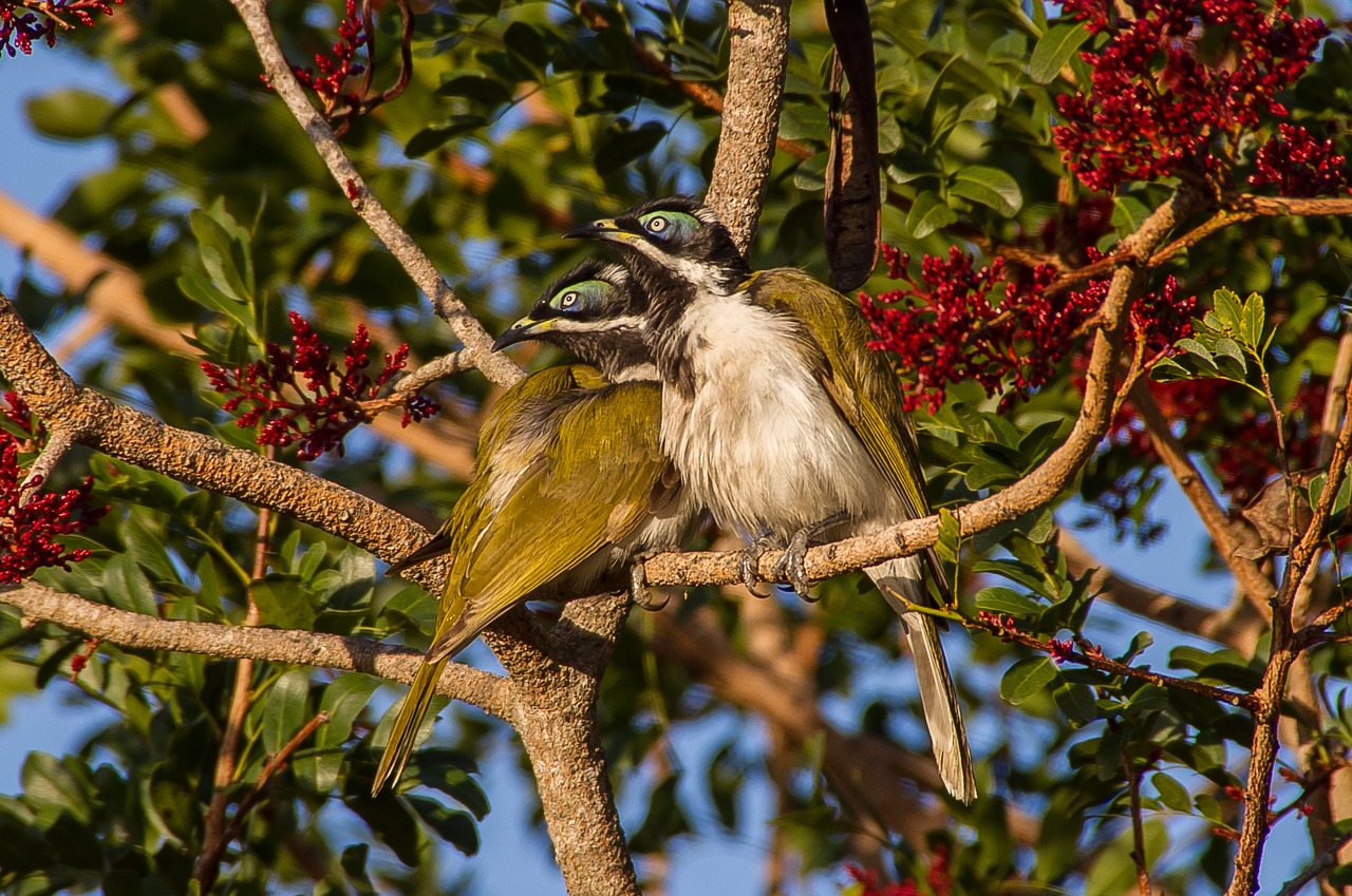 blue faced honeyeater birds young free photo