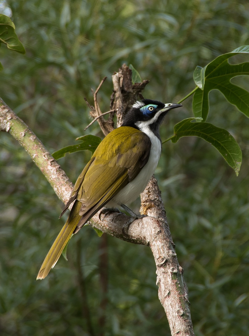 blue faced honeyeater bird exotic free photo