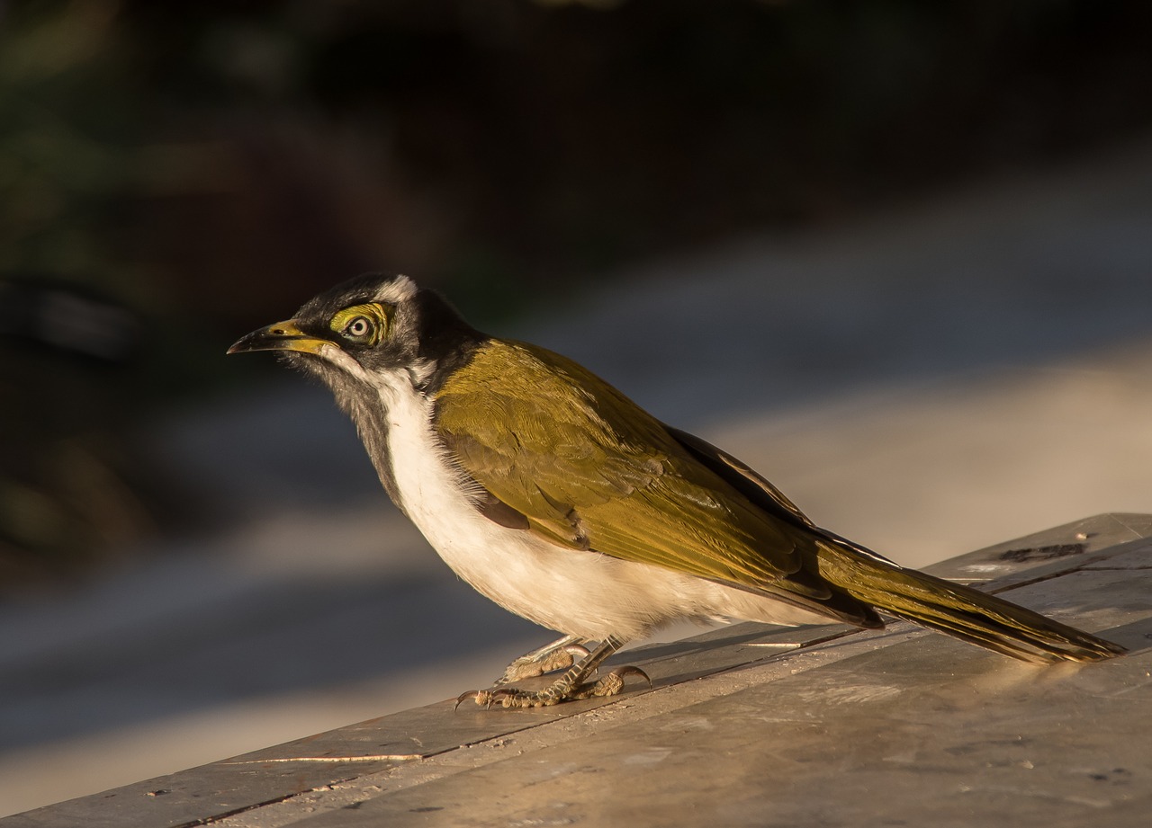 blue faced honeyeater  birds  young free photo