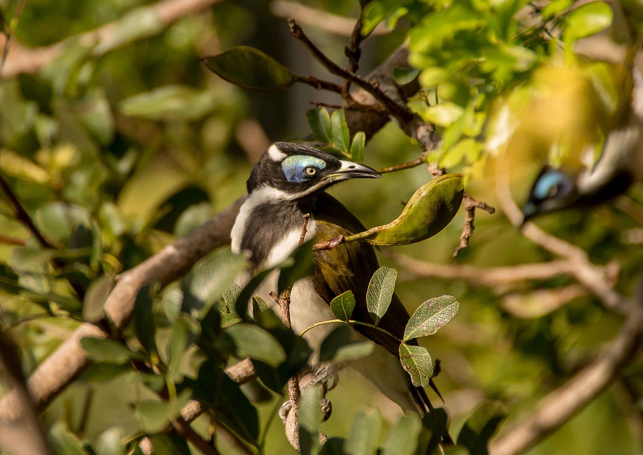 blue faced honeyeater  bird  exotic free photo