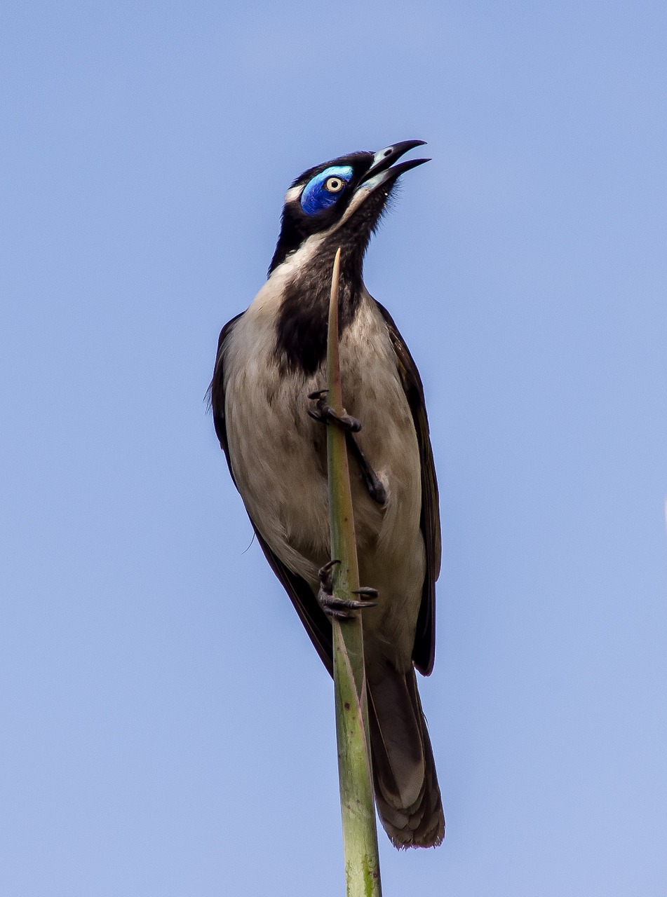 blue faced honeyeater bird exotic free photo