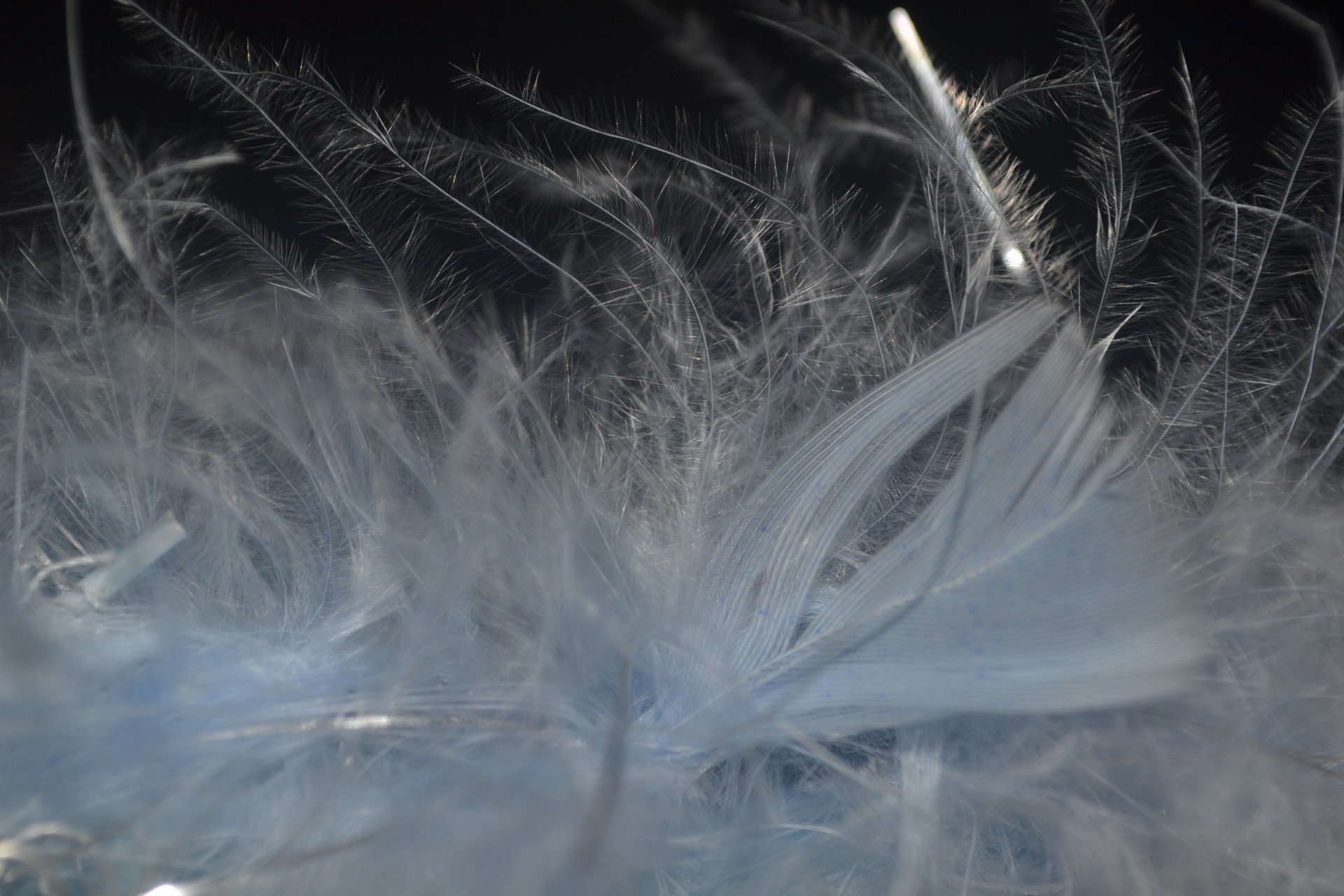 feather feathers blue free photo