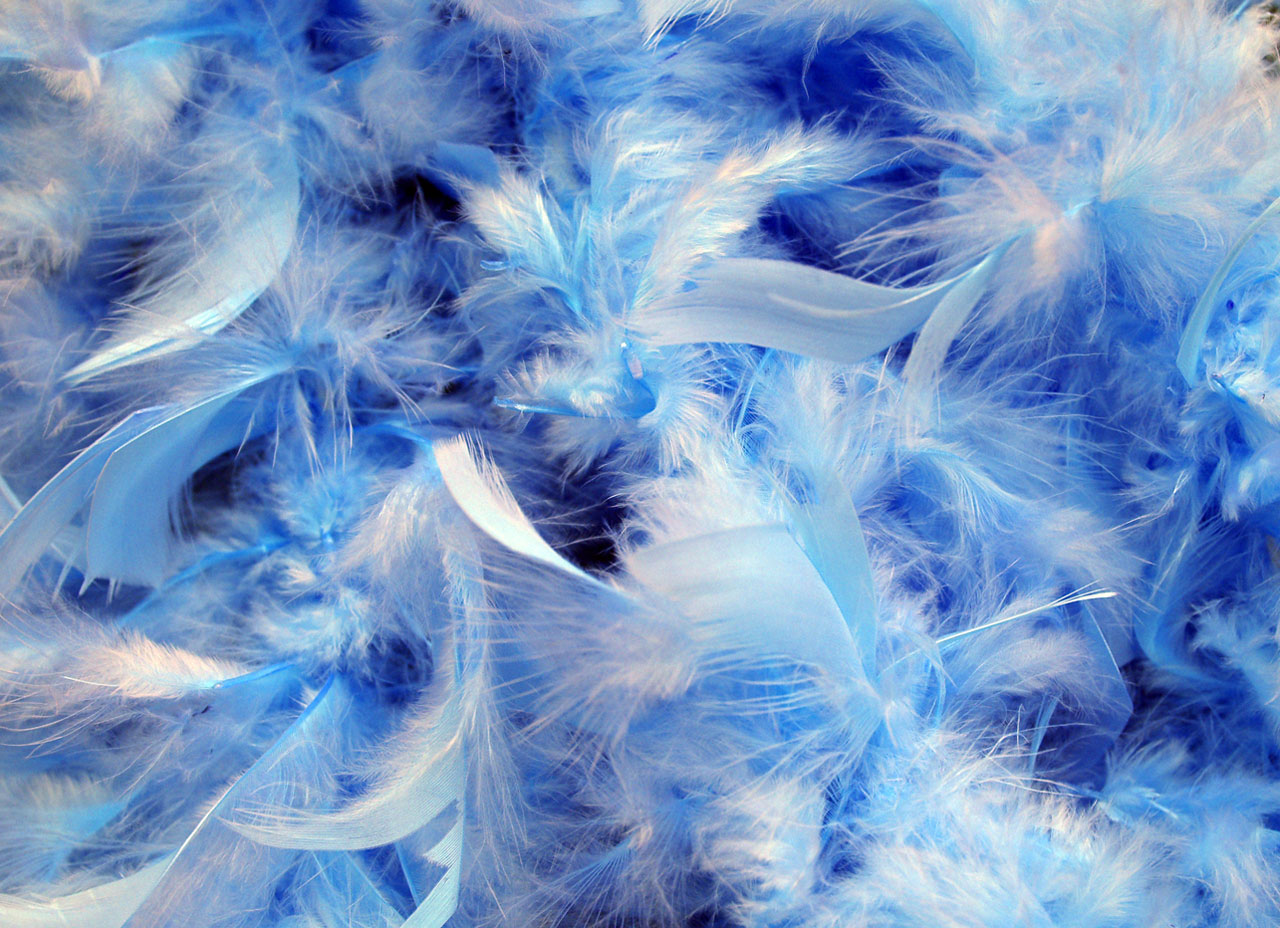 background blue feathers free photo