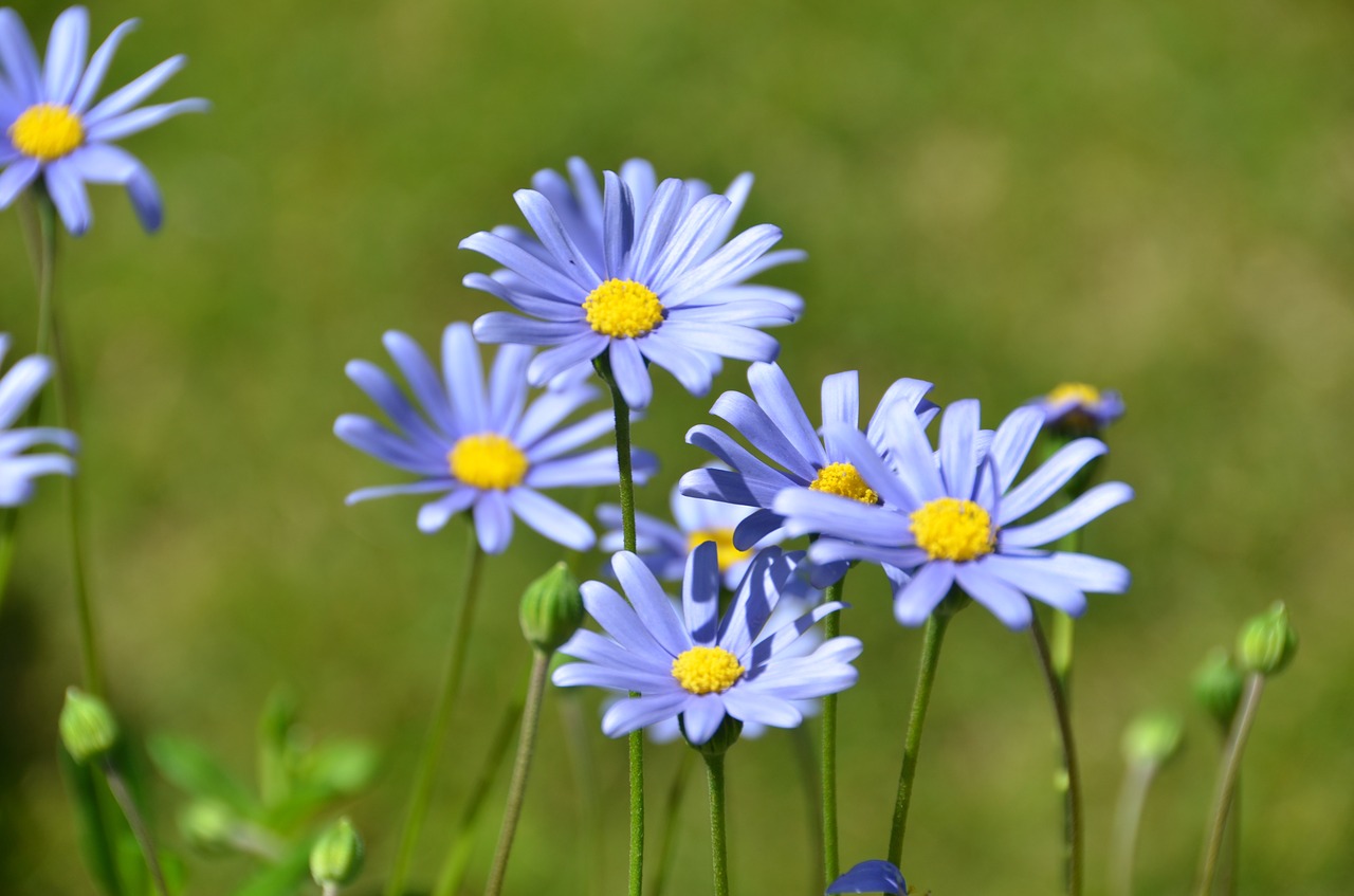 blue felicia daisy flower blossom free photo