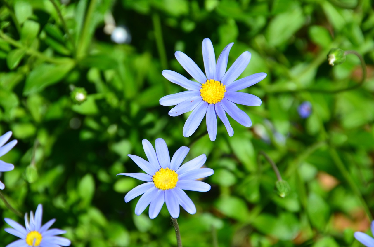 blue felicia daisy flower blossom free photo