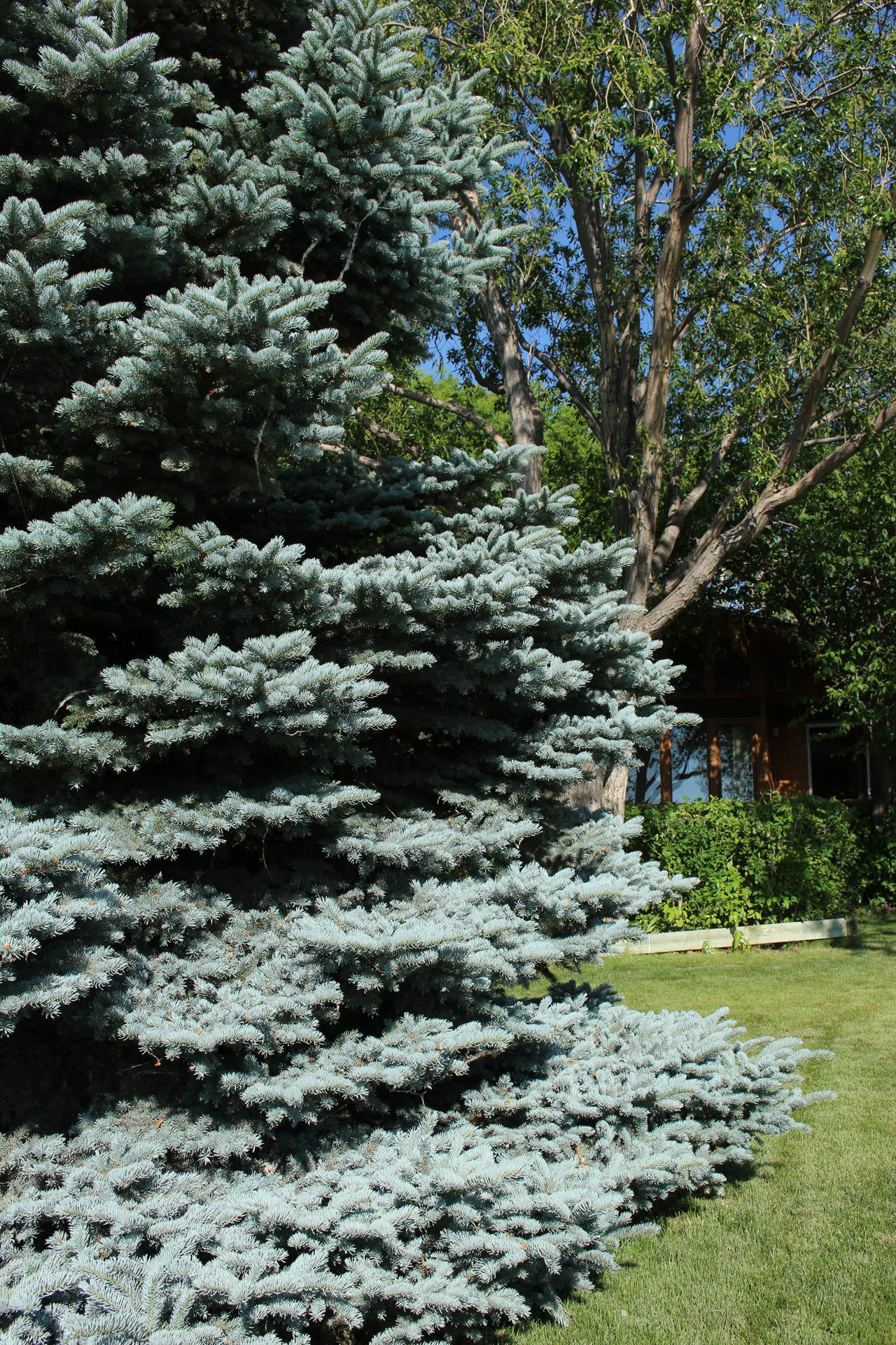 blue fir tree free photo