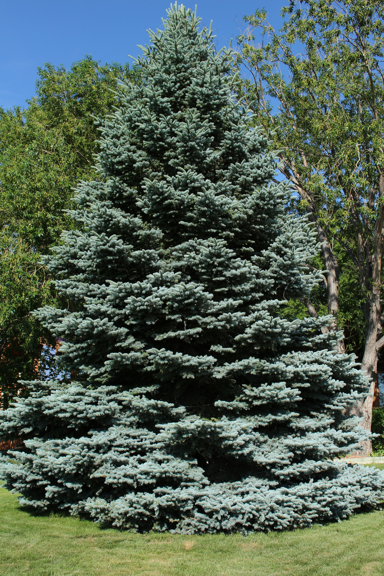 blue fir tree free photo