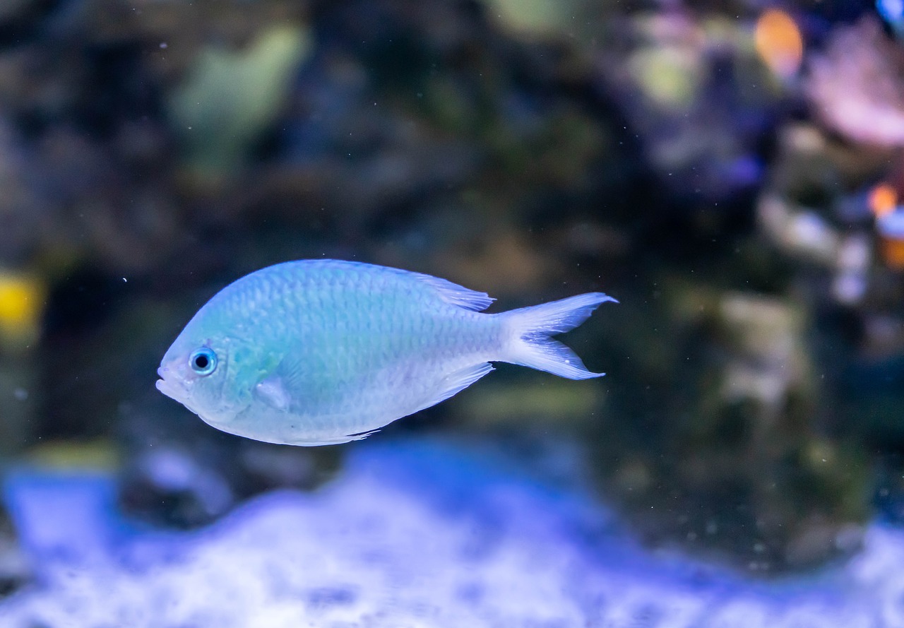blue fish  close up  coral free photo