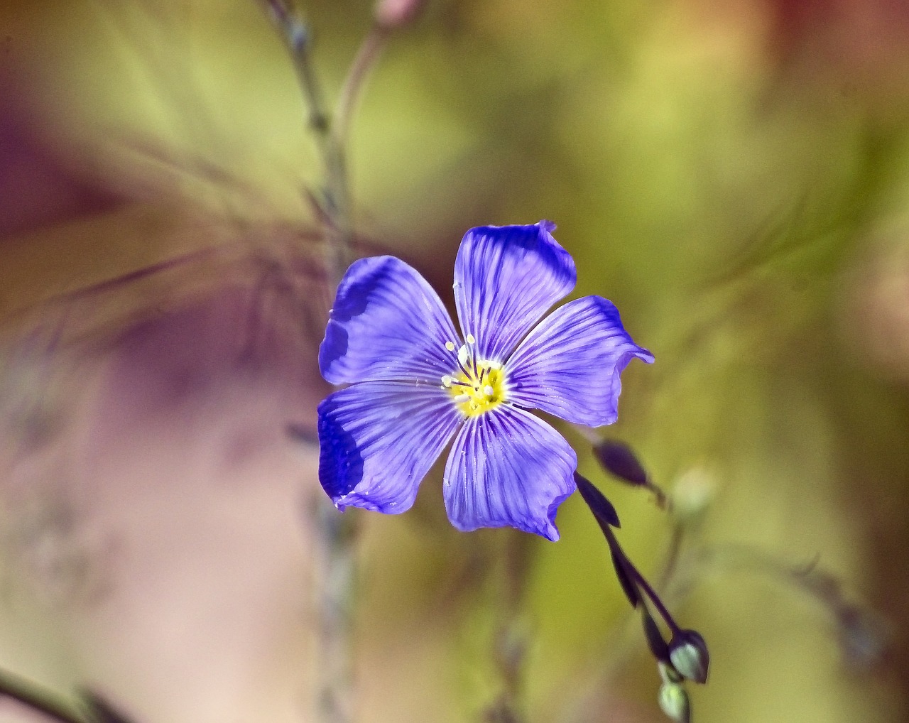 blue flax  purple  wildflower free photo