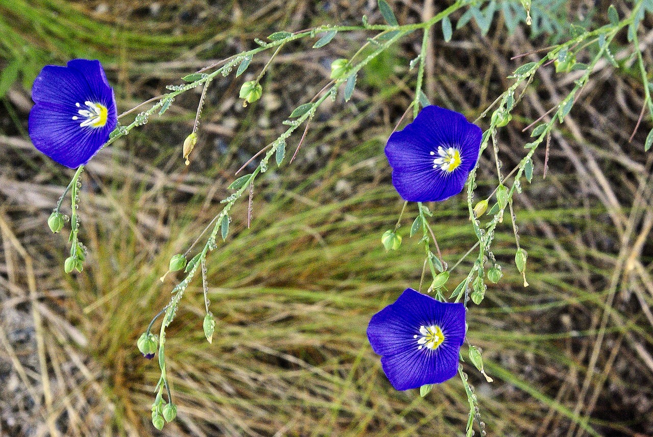 blue flax in idaho  wildflower  flax free photo