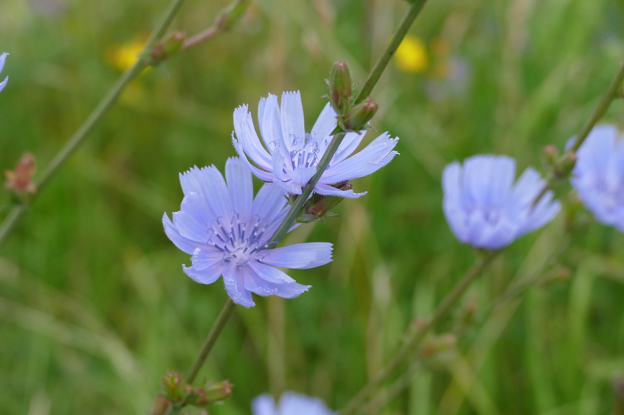 blue flower flowers nature free photo