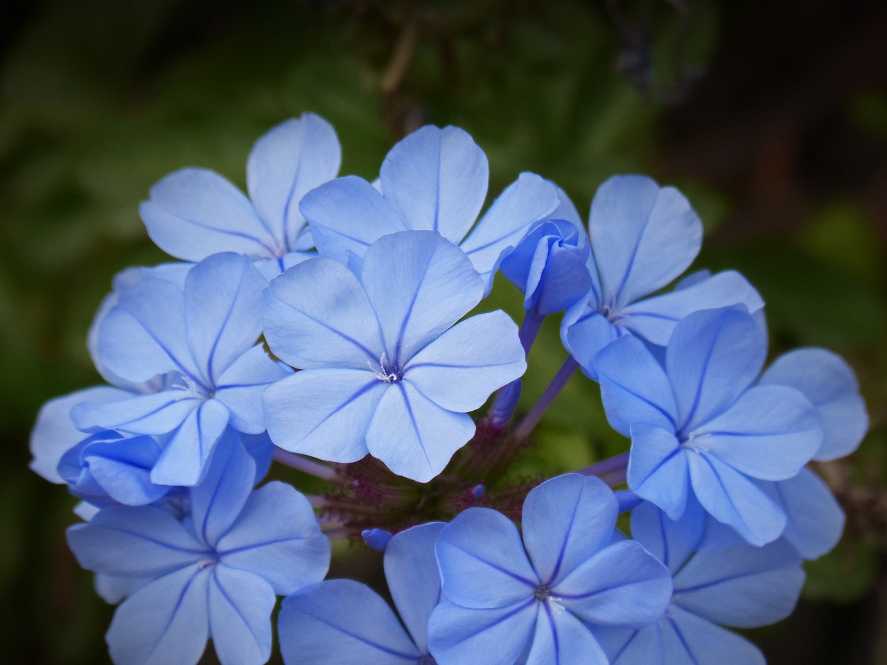blue flower composite flower beauty free photo