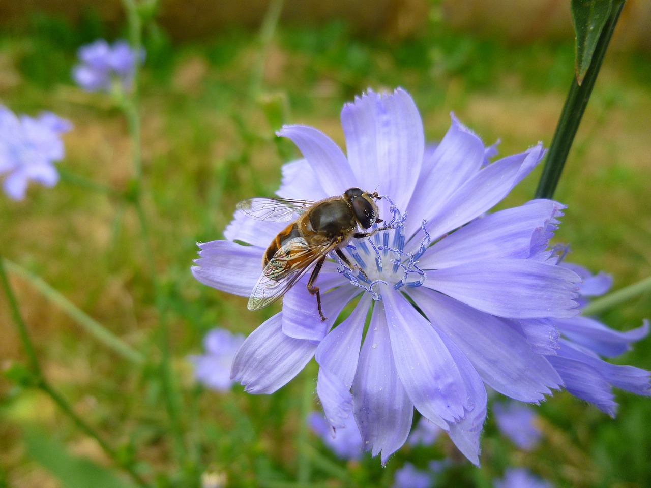 blue flower bee field free photo