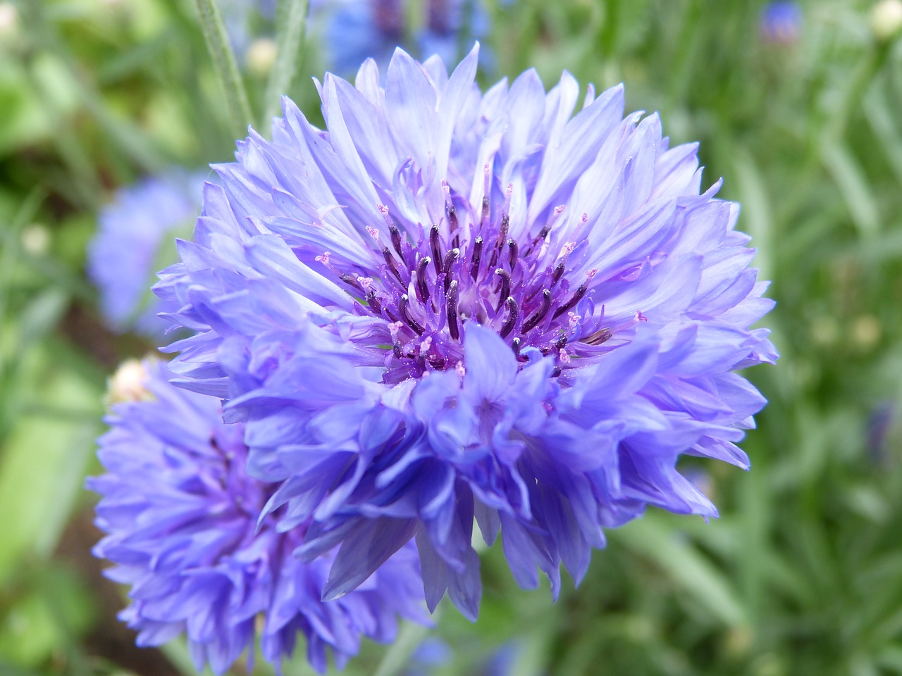 blue flower blossom bloom free photo