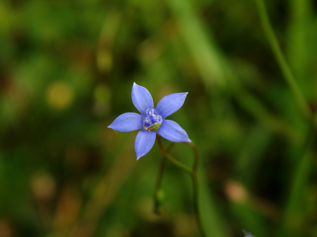 blue flower flower meadow grasses free photo