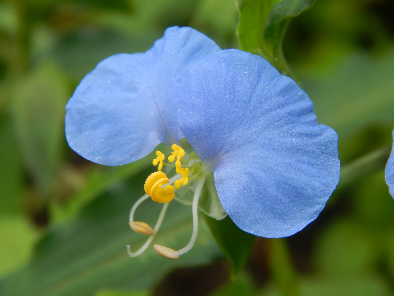blue flower flower celeste santa lucia free photo